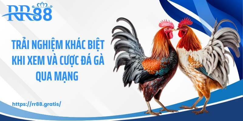 Trải nghiệm khác biệt khi xem và cược đá gà qua mạng